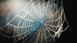 Proteins make the fibres of natural spider silk particularly elastic and tear-resistant. Properties that are also well suited for packaging. (Credit: Chase McBride/unsplash)