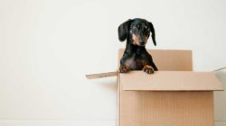 A Dachshund pops out of a cardboard carton.